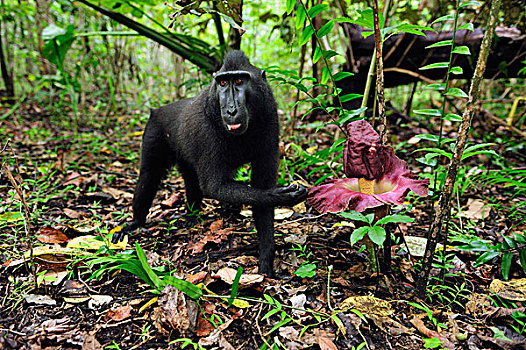 黑色,短尾猿,弥猴属,喂食,旁侧,尸体,花,北方,苏拉威西岛,印度尼西亚