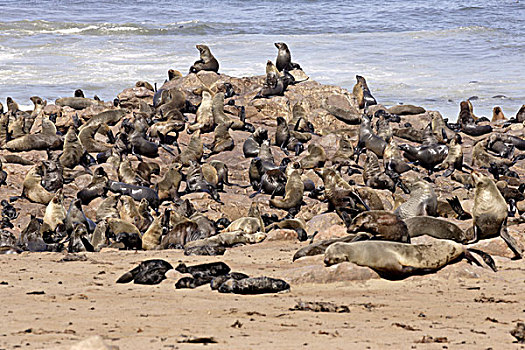 毛皮,海豹,海岸,克罗斯角,纳米比亚,非洲