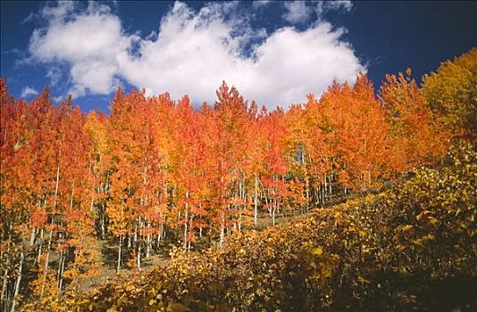 秋景,美国,科罗拉多,白杨