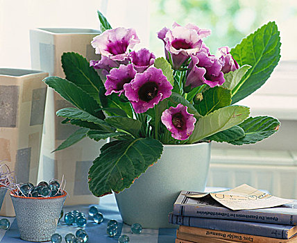 热带,盆栽,紫花