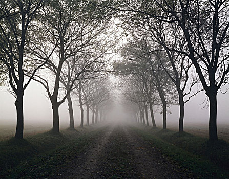 街道,道路,雾,秋天