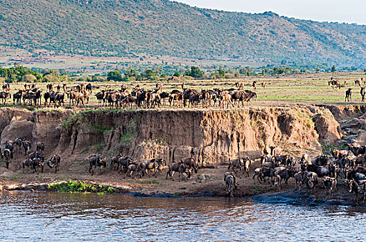 堤岸,马拉河,马赛马拉国家保护区,肯尼亚