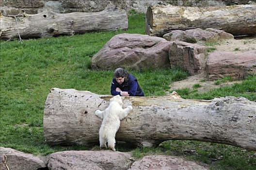 北极熊,幼兽,年轻,雌性,纽伦堡,动物园,德国,欧洲