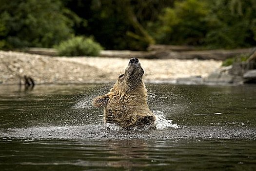 雄性,棕熊,抖动,水,室外,耳,河,不列颠哥伦比亚省,加拿大