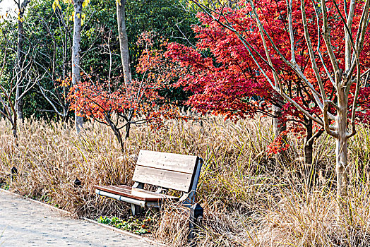 公园秋景休息椅