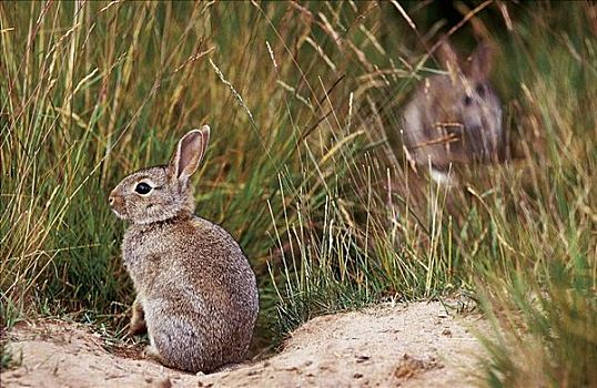 兔子,兔豚鼠属,啮齿类动物,哺乳动物,小动物,德国,欧洲,动物