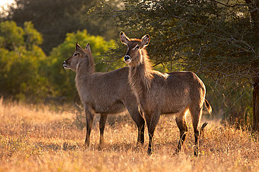 两个,水羚,雌性,克鲁格国家公园,南非,非洲