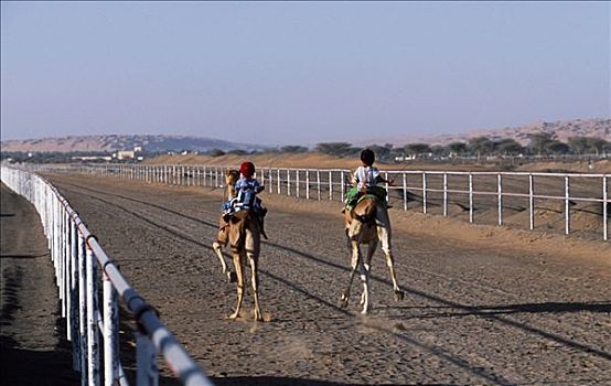 比赛,骆驼,驰骋,赛道