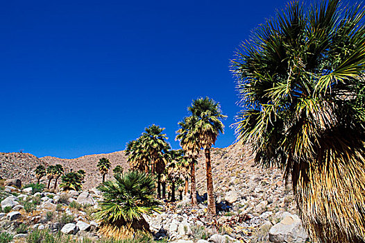 加利福尼亚,扇形棕榈,蓝天,山,棕榈泉,山峦,安萨玻里哥沙漠州立公园