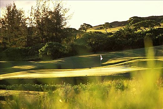 夏威夷,考艾岛,坡伊普,高尔夫球场,柔光,植物,前景,绿色背景,金光,绿色植物