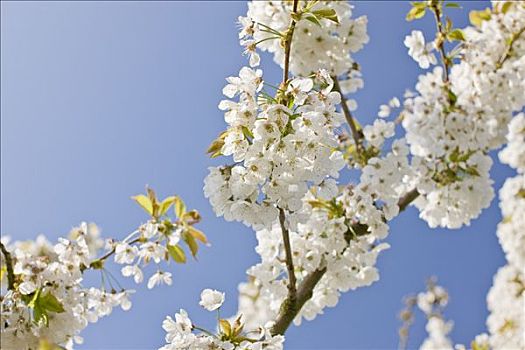 特写,苹果花