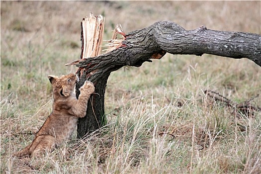 幼狮,玩,马赛马拉,自然保护区,肯尼亚,非洲