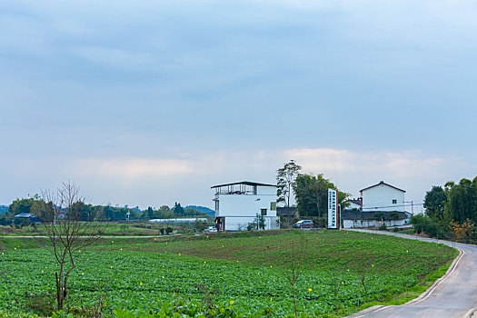 新农村蔬菜基地