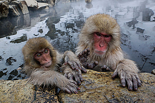 日本猕猴,雪猴,日本