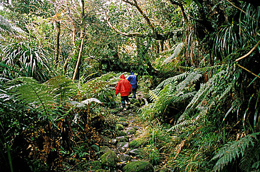 南岛,新西兰,两个人,远足,雨林