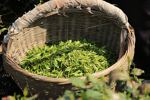 山东省日照市,正是春茶采摘季,茶园里茶香四溢吸引游客来打卡