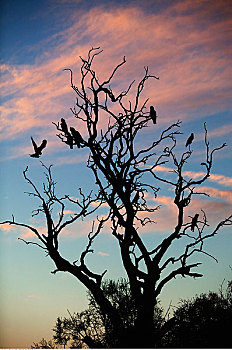 美冠鹦鹉,树上,澳洲南部,澳大利亚