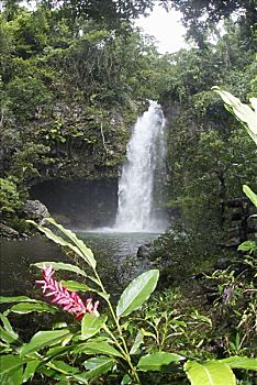 斐济,国家,文化遗产,公园,瀑布,粉色,姜,花,前景