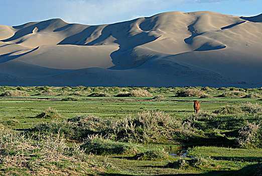 蒙古,马,站立,茂密,绿色,草,风景,正面,大,沙子,沙丘,戈壁,沙漠,国家,公园,亚洲