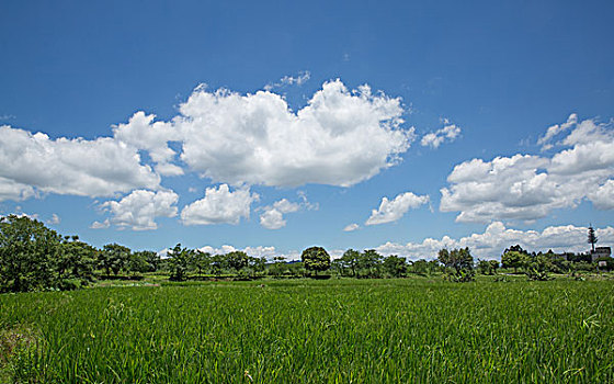 蓝天,白云,田野,乡村