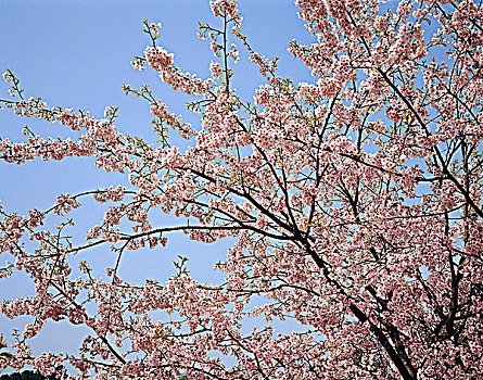 樱花,日本