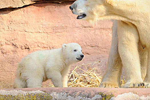 北极熊,妈妈,在动物园,德国