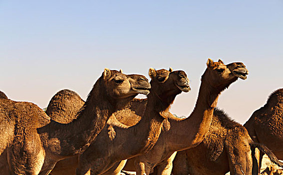 单峰骆驼,骆驼,市场,斋沙默尔,拉贾斯坦邦,印度,亚洲