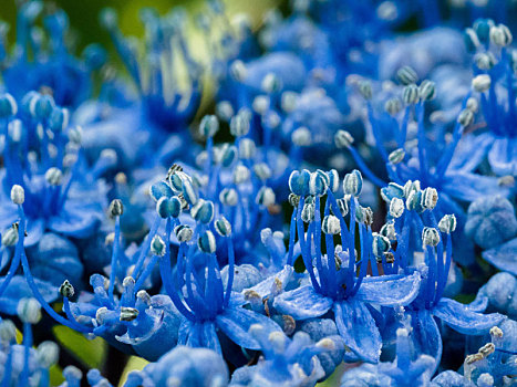 特写,蓝色,八仙花属