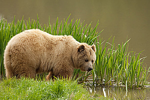 棕熊,熊,草丛,水,德国