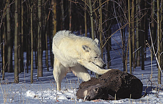 北极狼,狼,成年,杀,北美马鹿,雌性,阿拉斯加