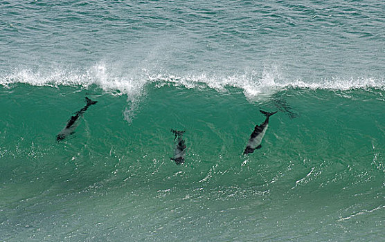 海豚,玩,紫檀木岛,福克兰群岛,南大西洋