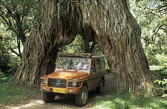 交通工具,驾驶,洞,巨大,无花果树,阿鲁沙,国家公园,坦桑尼亚