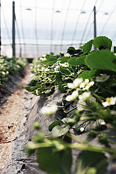 草莓,种植