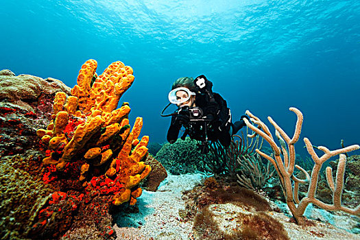 潜水,水下,摄影,摄影师,看,黄色,海绵,小,多巴哥岛,斯佩塞德,特立尼达和多巴哥,小安的列斯群岛,加勒比海