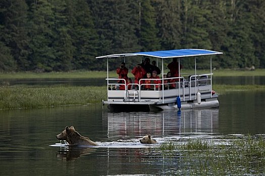 游客,摄影,母亲,棕熊,幼兽,河,不列颠哥伦比亚省,加拿大