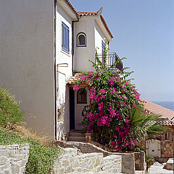 希腊,房子,盛开,叶子花属,乡村,背影,1998年