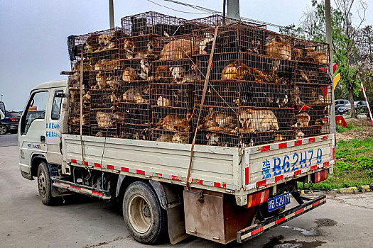 河南滑县：装满狗狗的卡车