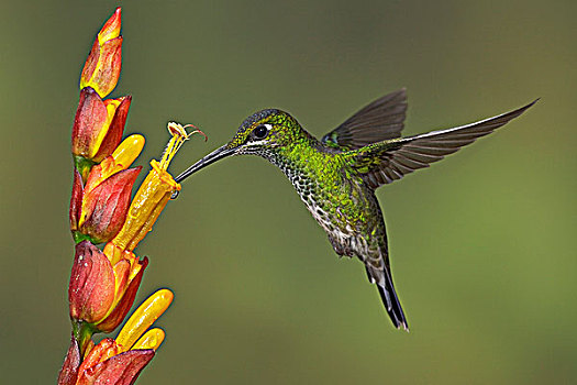 进食,花,飞,自然保护区,西北地区,厄瓜多尔