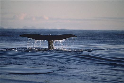 抹香鲸,尾部,斯里兰卡