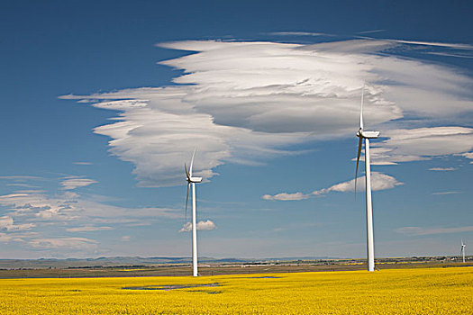 蓝天,风车,花,油菜地,艾伯塔省,加拿大