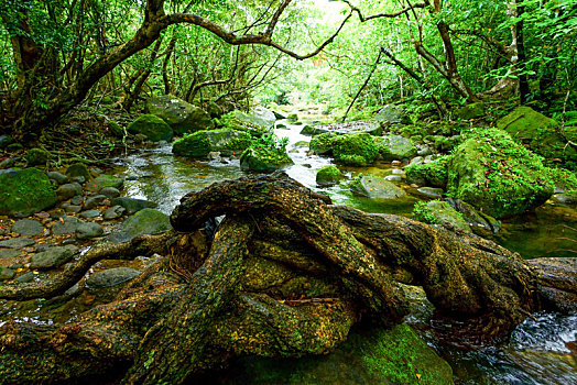 树林,岛屿,冲绳,日本