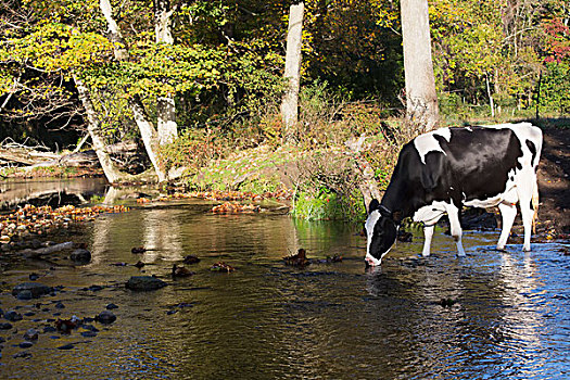 黑白花牛,奶牛,康涅狄格,美国
