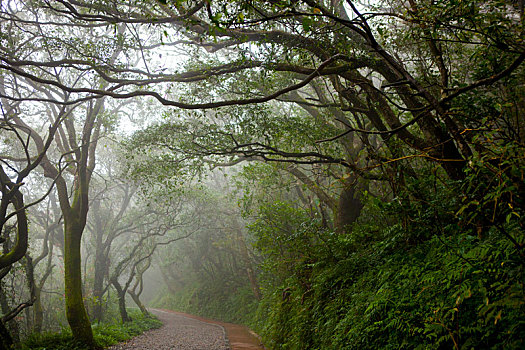 台北近郊阳明山山区的森林步道