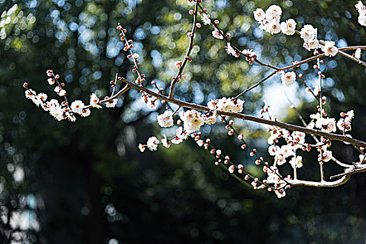 上海世纪公园梅花