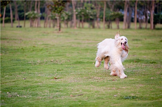 阿富汗猎犬,狗,跑