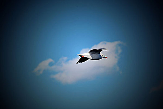 泸沽湖的海鸥