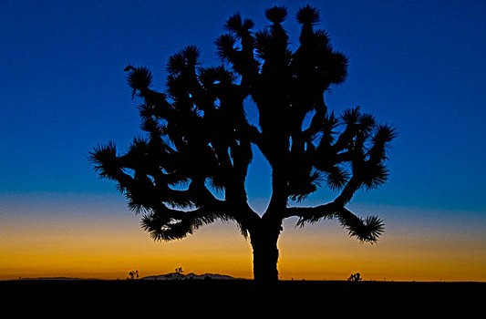 剪影,约书亚树,莫哈维沙漠,加利福尼亚,美国