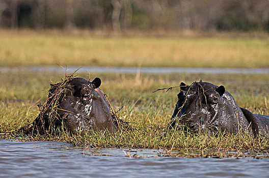 河马,国家公园,赞比亚