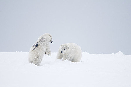 破旧,北极熊,公猪,数字,冰冻,向上,区域,北极圈,国家野生动植物保护区,阿拉斯加