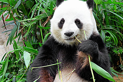 大熊猫,吃,竹子